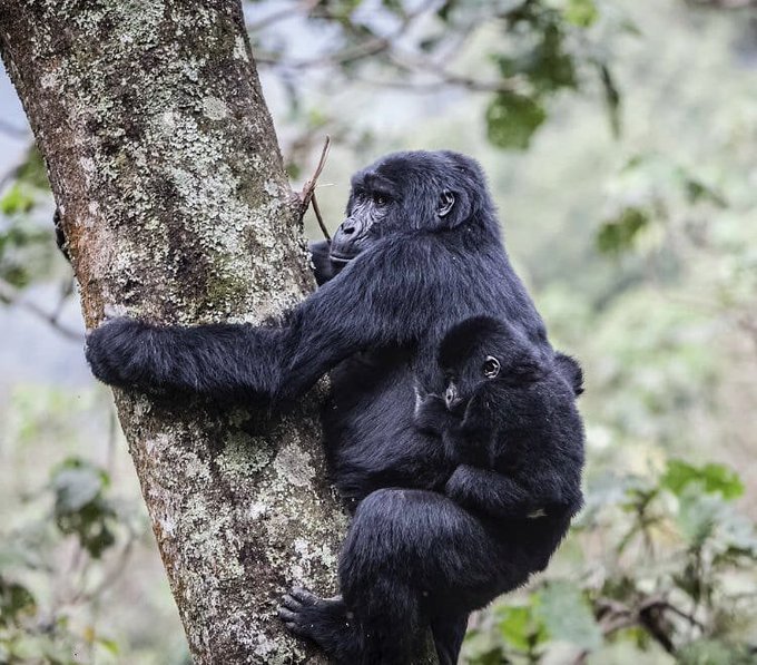Short Uganda Gorilla Trekking Safaris