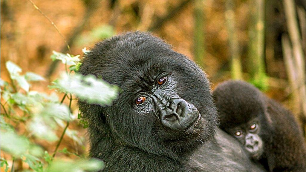 Short Uganda Gorilla Trekking Safaris