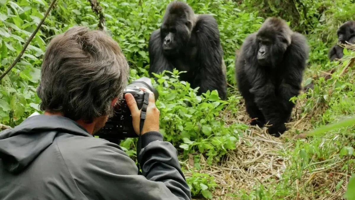 Best Uganda Rwanda Gorilla Tracking Safaris
