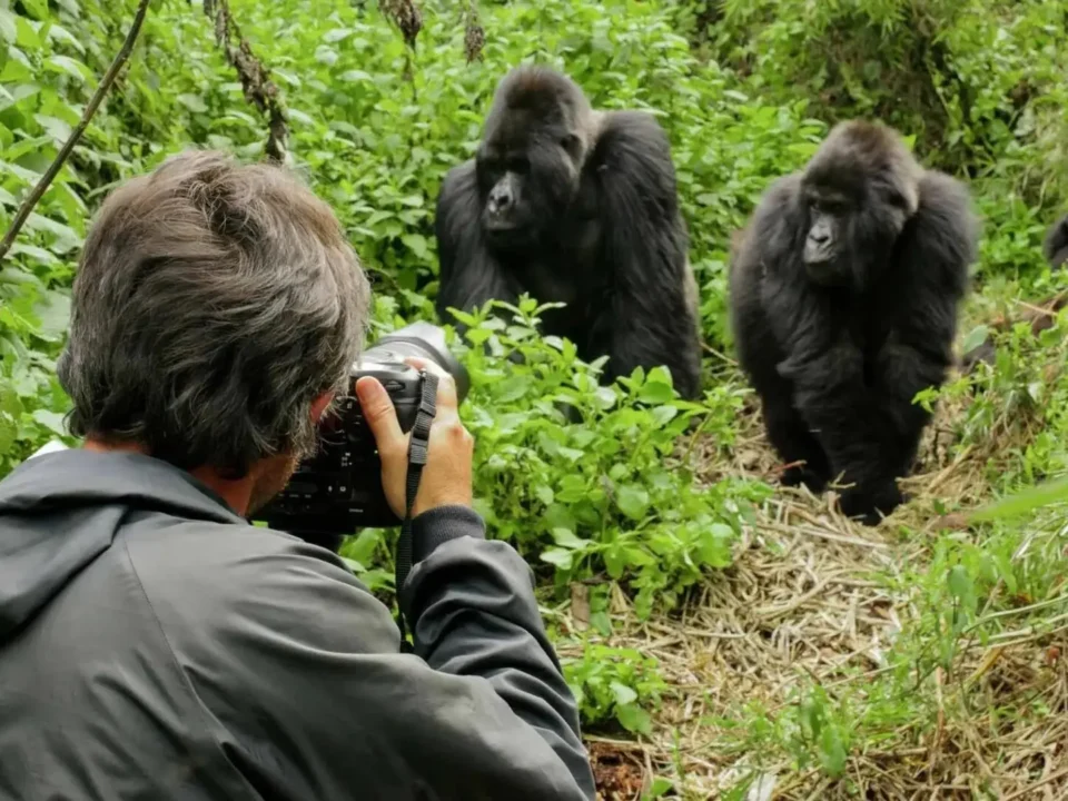 Best Uganda Rwanda Gorilla Tracking Safaris