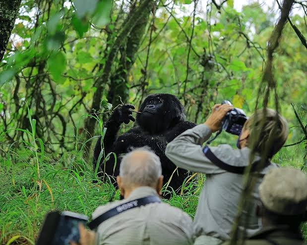 Best Uganda Rwanda Gorilla Tracking Safaris