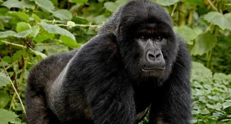 1-day-gorilla-trekking-from-kigali